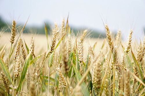 grains